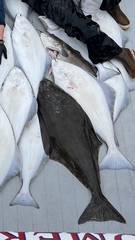 Hippoglossus stenolepis