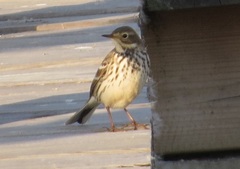 Anthus rubescens japonicus