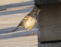Anthus rubescens japonicus