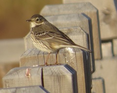 Anthus rubescens japonicus