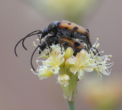 Judolia scapularis