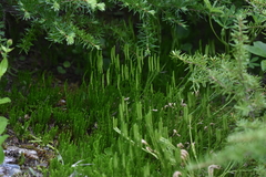 Diphasiastrum sitchense