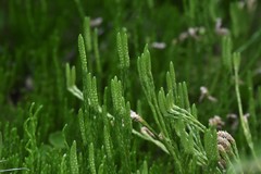 Diphasiastrum sitchense