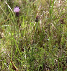 Cirsium lecontei