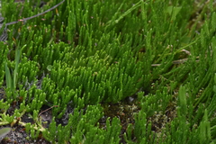 Diphasiastrum sitchense