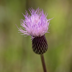 Cirsium lecontei