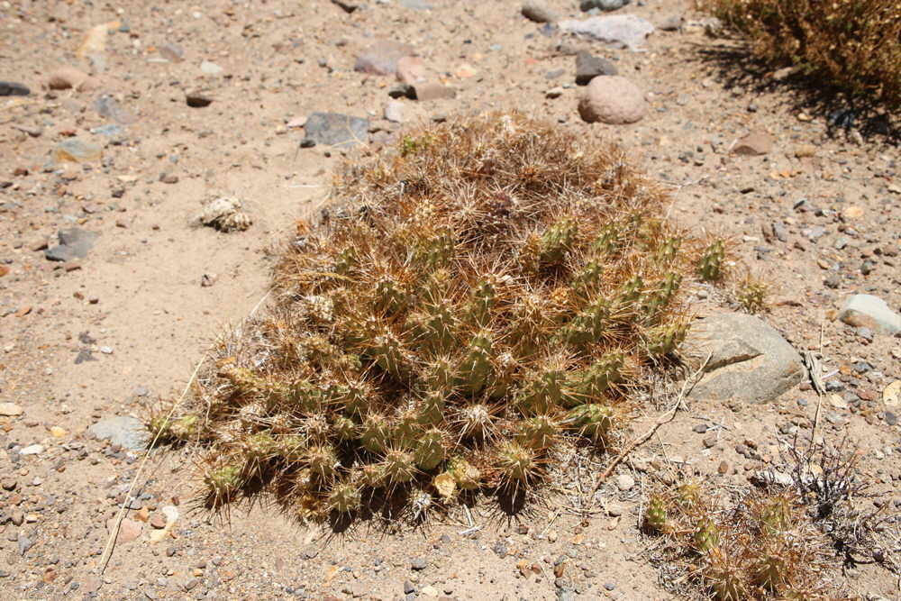 Maihueniopsis grandiflora, Elqui Province, Coquimbo, Chile