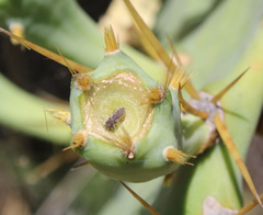 Acmaeoderella adspersula