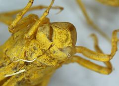 Orthetrum cancellatum