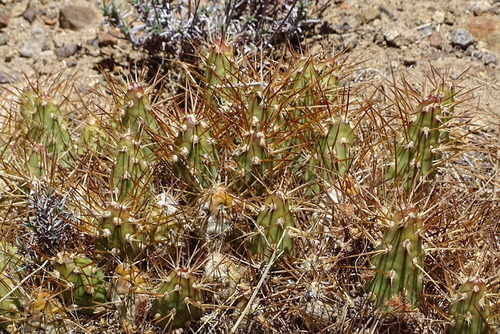 Maihueniopsis grandiflora
