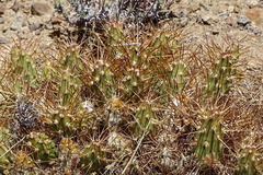 Maihueniopsis