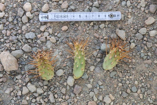 Maihueniopsis grandiflora