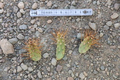 Maihueniopsis