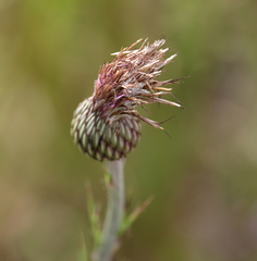 Cirsium lecontei
