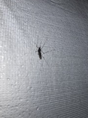 Culiseta incidens