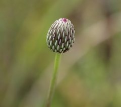 Cirsium lecontei