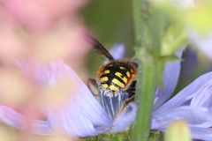 Anthidium manicatum