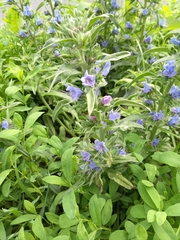 Echium vulgare