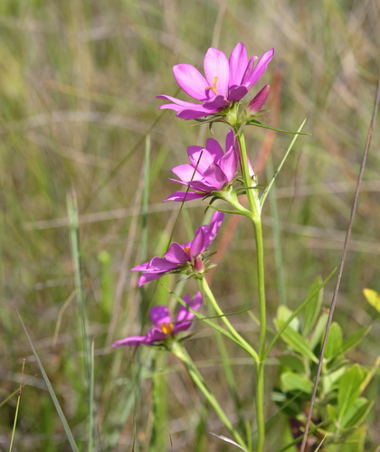 Image of Sabatia gentianoides by (c) Lauren McLaurin, some rights reserved (CC BY)
