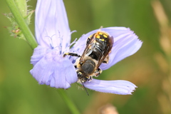 Anthidium manicatum