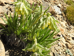 Onosma tricerosperma