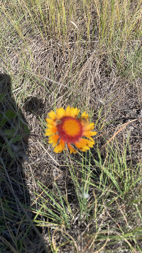 iNaturalist observation 2021-07-06
