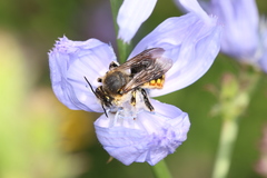 Anthidium manicatum