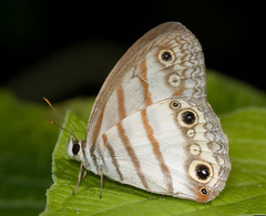 Euptychia pegasus