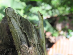Anolis unilobatus