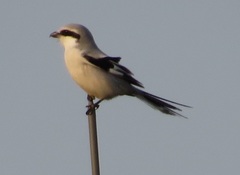 Lanius sphenocercus
