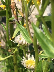 Erigeron philadelphicus provancheri