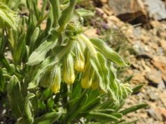 Onosma tricerosperma