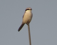 Lanius sphenocercus