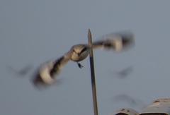 Lanius sphenocercus