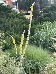 Verbascum bombyciferum