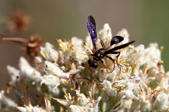Isodontia exornata
