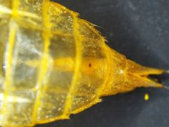 Orthetrum cancellatum