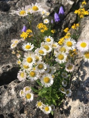 Erigeron philadelphicus provancheri
