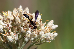 Isodontia exornata