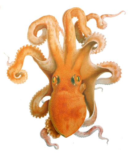 Representative image of Scaeurgus