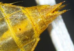 Orthetrum cancellatum