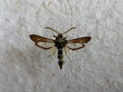 Paranthrene insolita