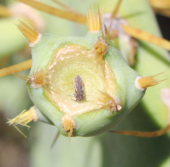 Acmaeoderella adspersula