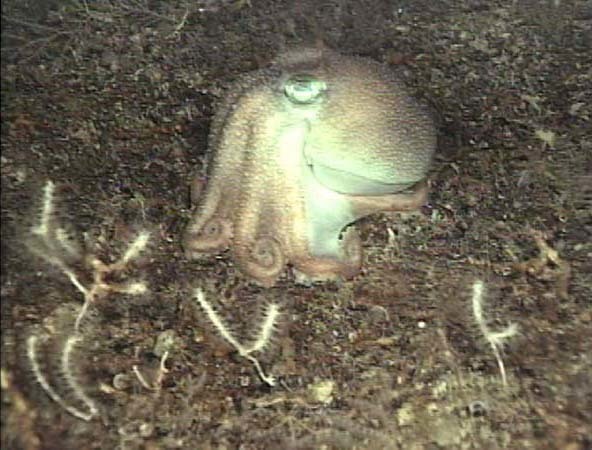 Atlantic Warty Octopus