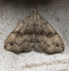 Phalaenostola eumelusalis