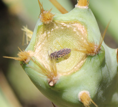 Acmaeoderella adspersula