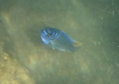 Labeotropheus fuelleborni