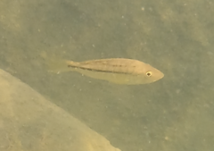 Dimidiochromis kiwinge