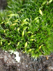 Grimmia orbicularis