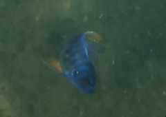 Labeotropheus fuelleborni